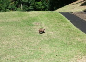 珍客現る(゜o゜)ポンポコポン 