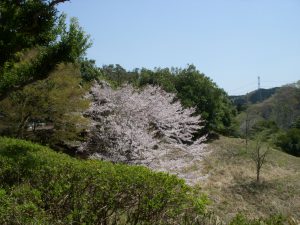 sakura